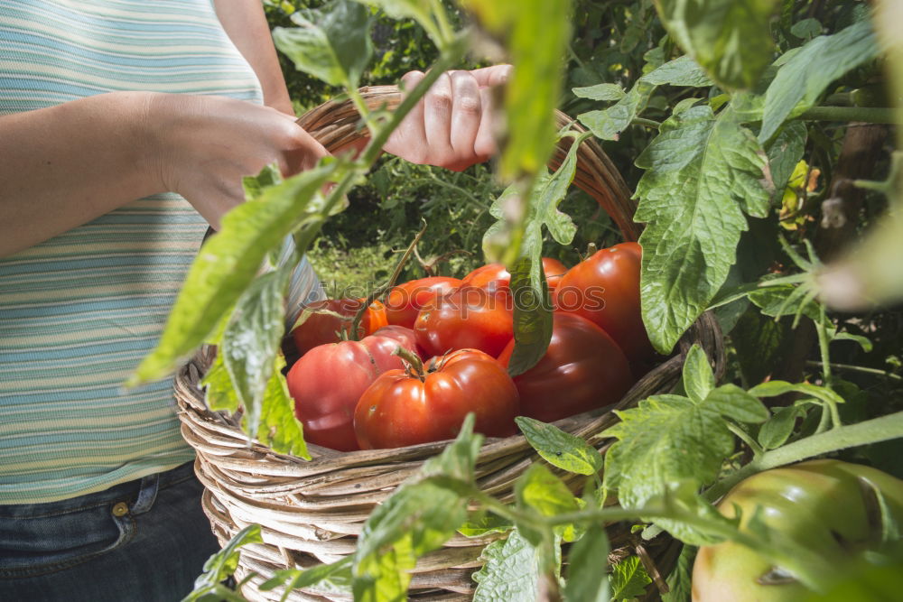 Similar – Picking tomatoes in basket.