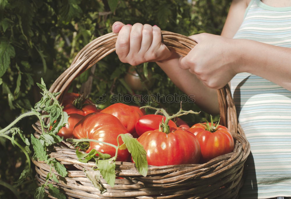 Similar – Picking tomatoes in basket.