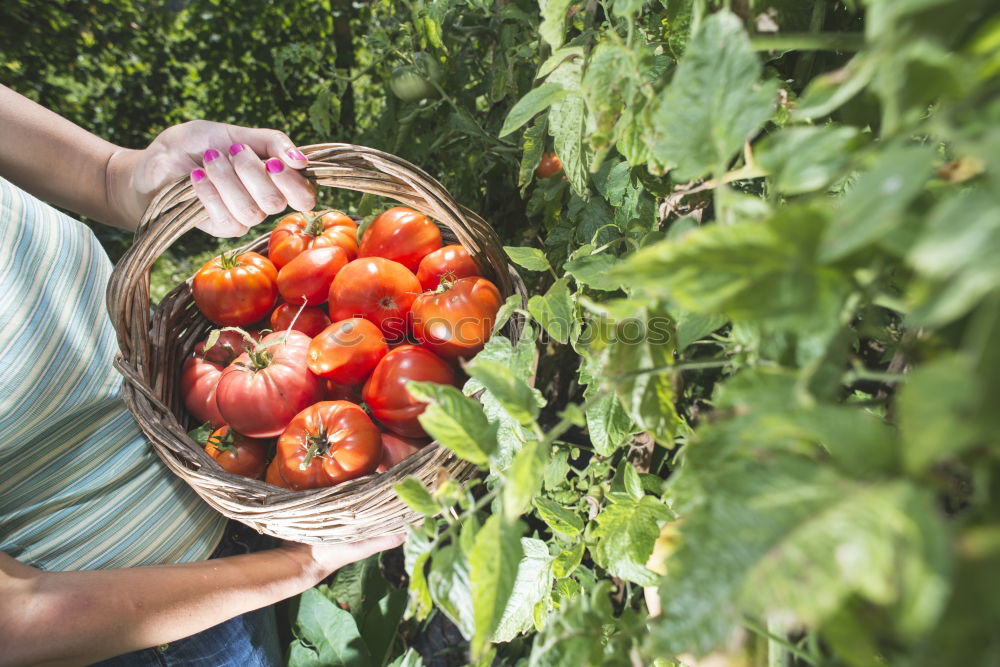 Similar – Image, Stock Photo Picking tomatoes in basket