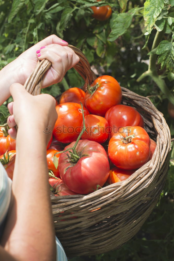 Picking tomatoes in basket