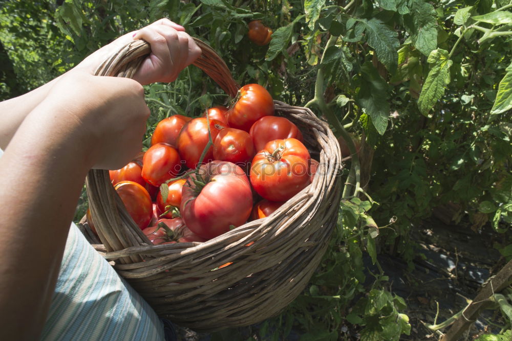 Similar – Picking tomatoes in basket.