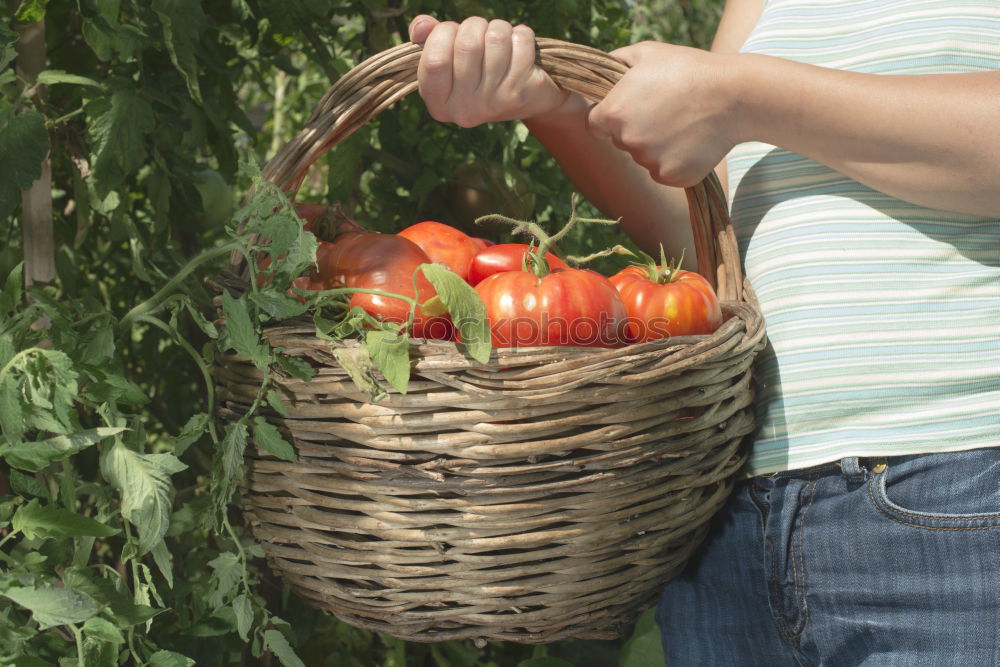 Similar – Picking tomatoes in basket.