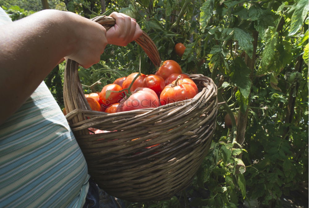 Similar – Picking tomatoes in basket.