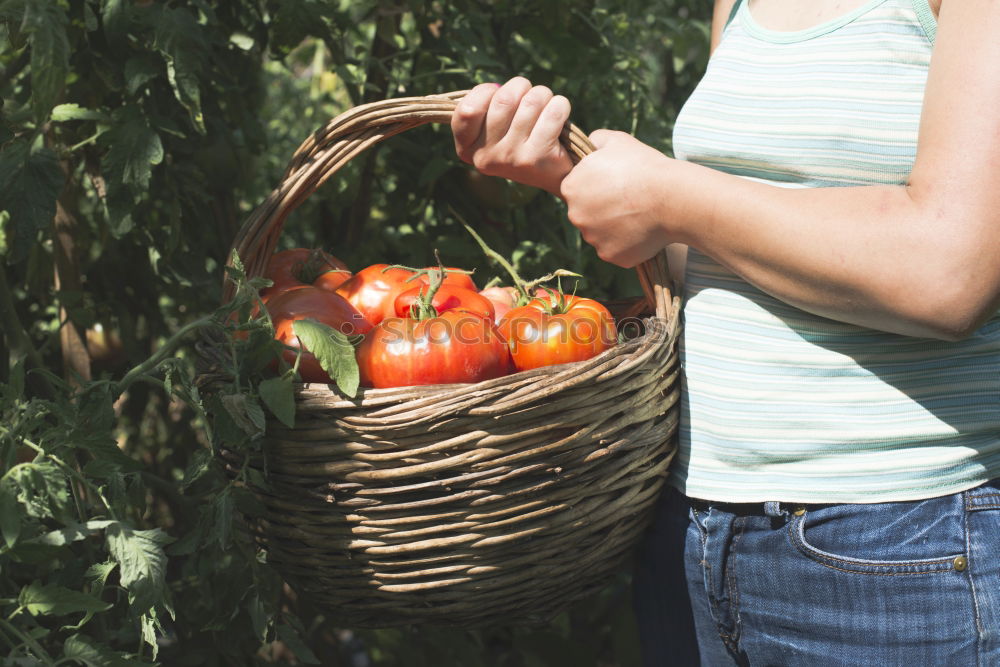 Similar – Image, Stock Photo Picking tomatoes in basket