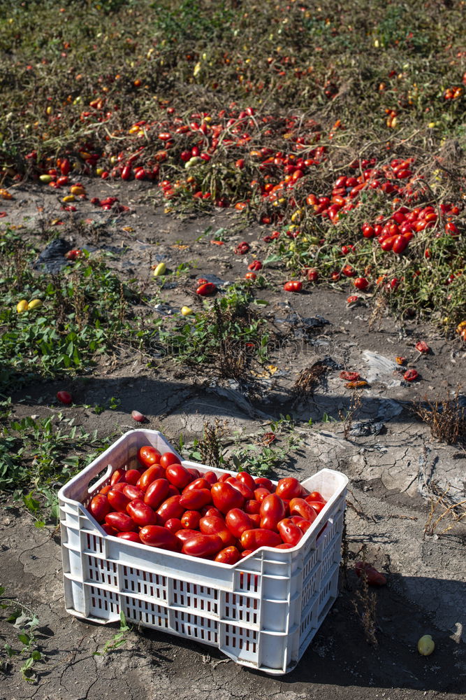 Similar – Picked tomatoes in crates