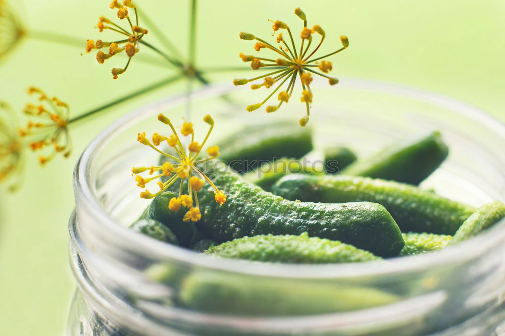 Similar – Pickling cucumbers with home garden vegetables and herbs