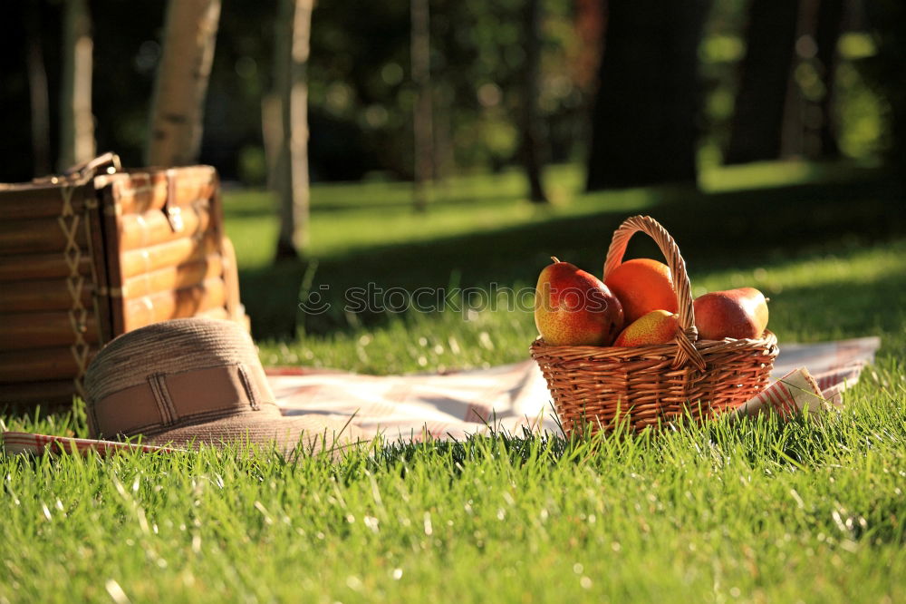 Similar – Image, Stock Photo Picnic in the sun Happy