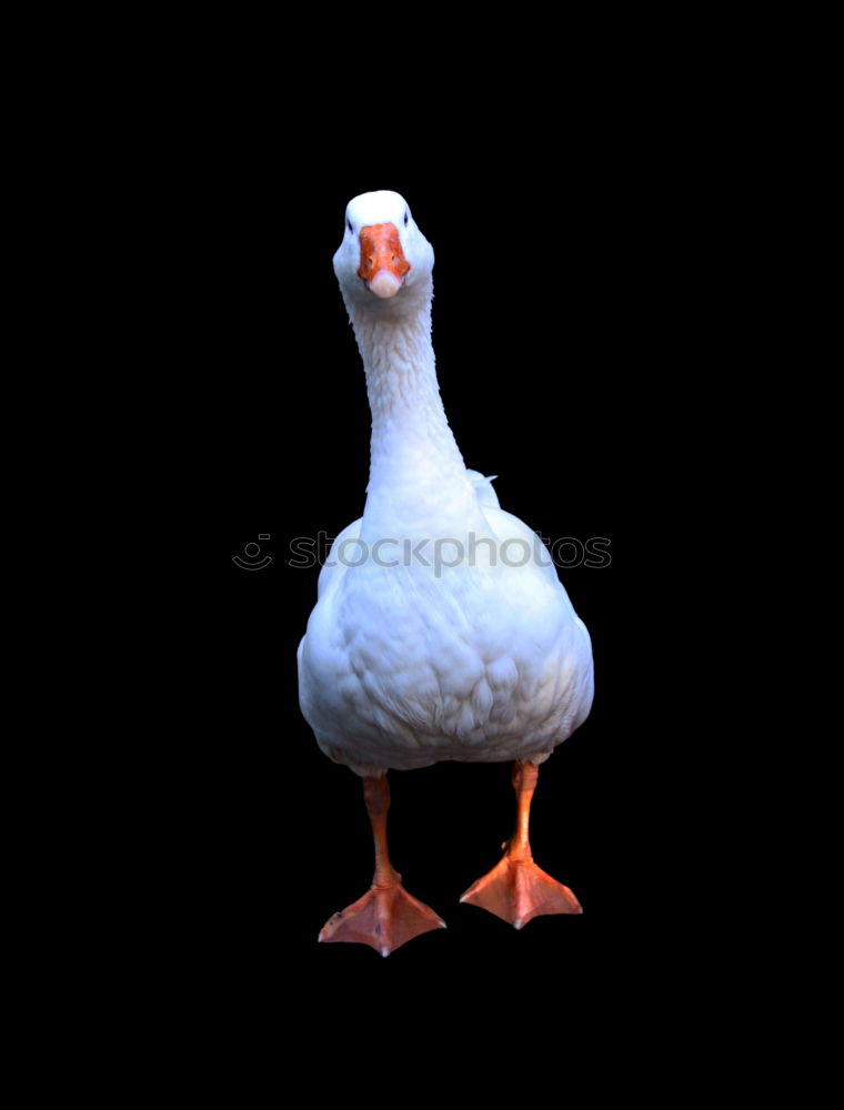 Image, Stock Photo Whole goose Goose