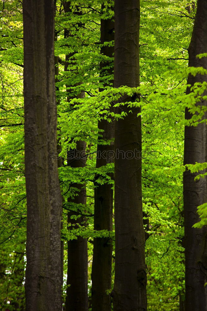 Image, Stock Photo One hundred and forty-five trees in the forest