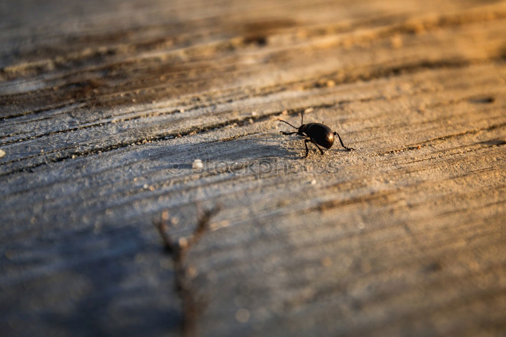 Similar – ant Ant Estonia Wood Dark