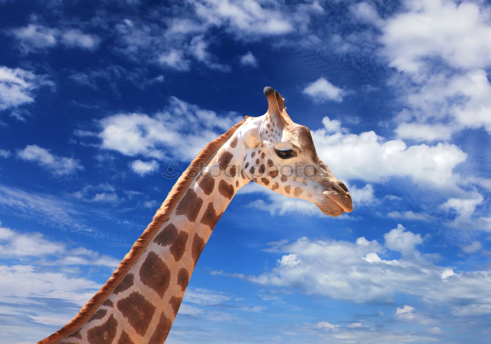 Similar – giraffe Wilderness Zoo