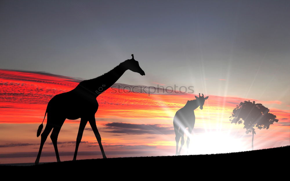 Similar – Image, Stock Photo sunset kitsch