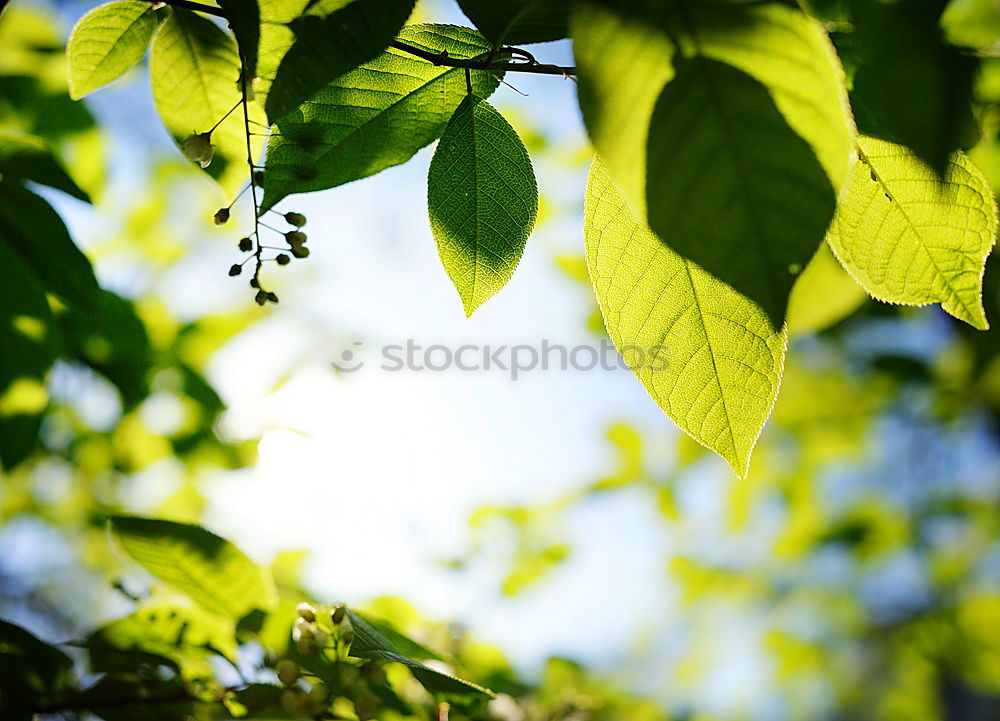 Similar – Image, Stock Photo lemon tree Lemon Green