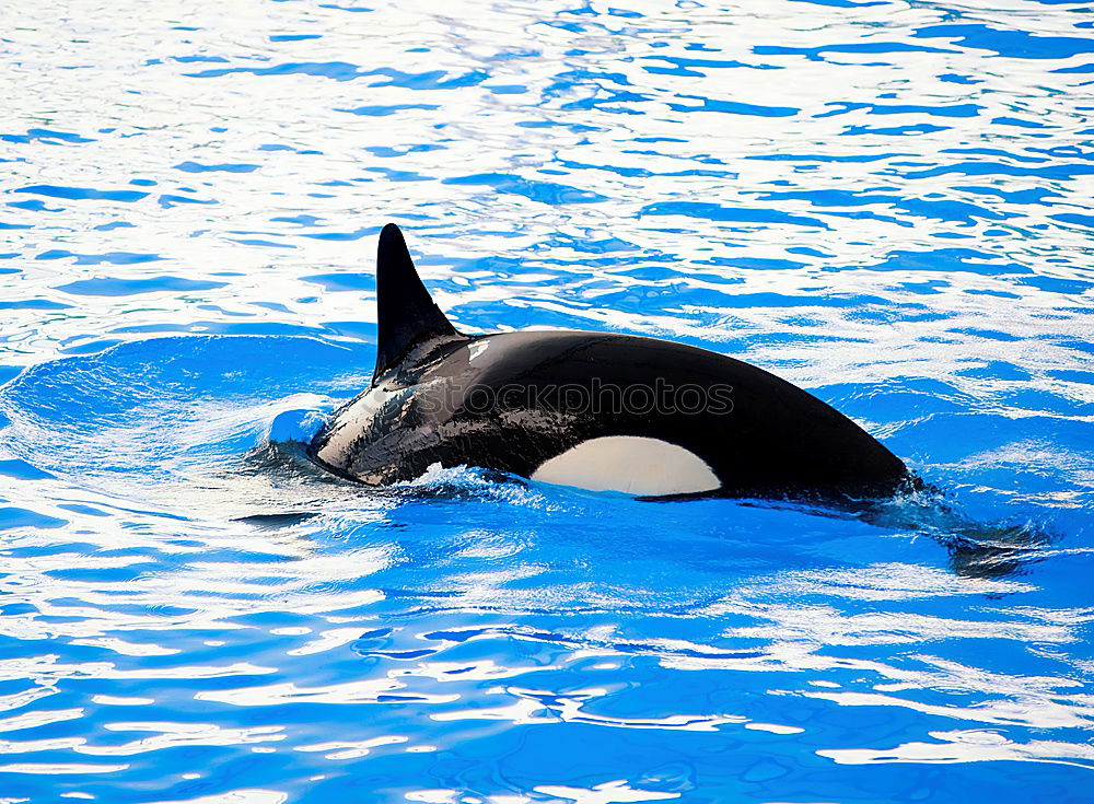 Similar – Image, Stock Photo a jumping orca in a blue sea