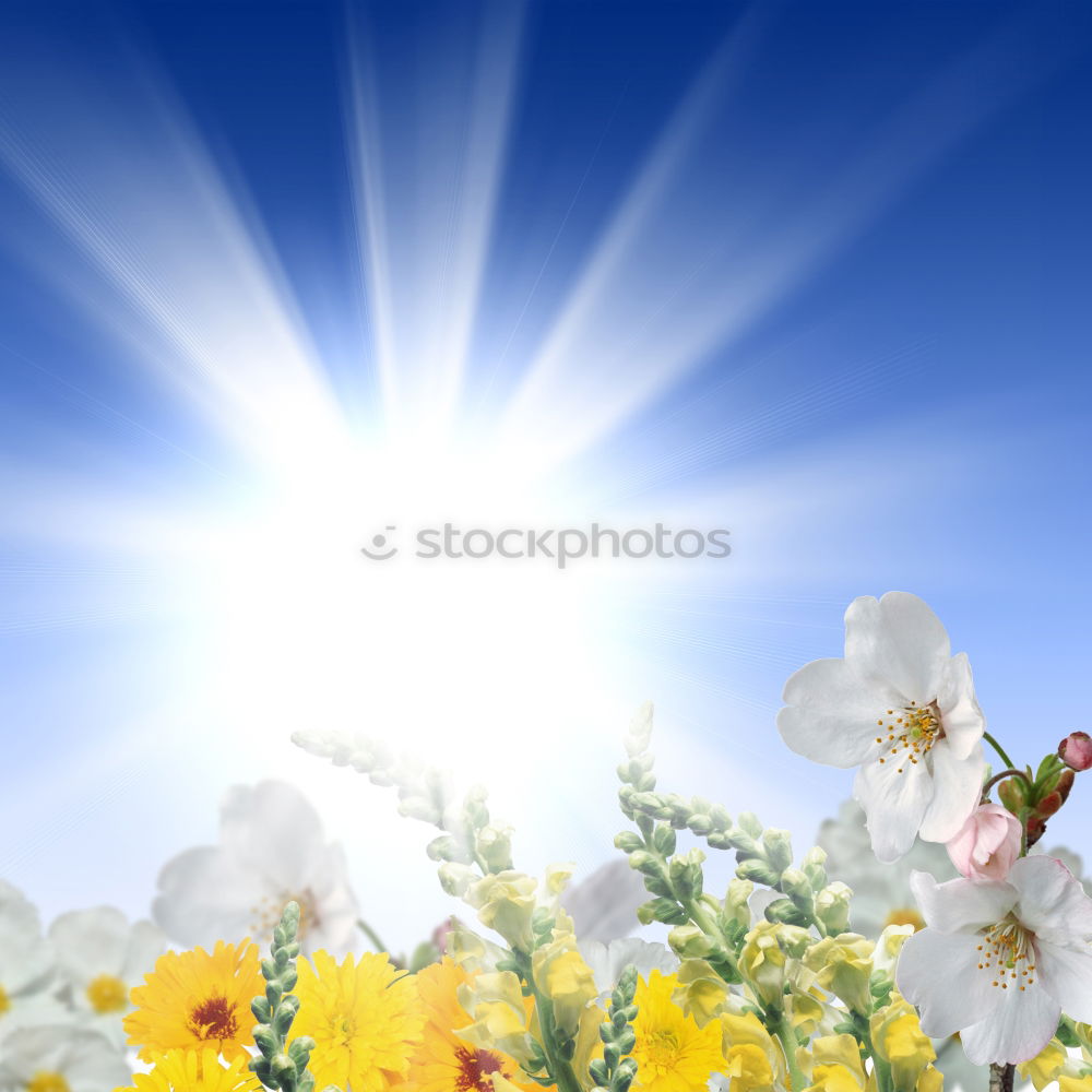 Similar – Image, Stock Photo Mallorcan flower Flower