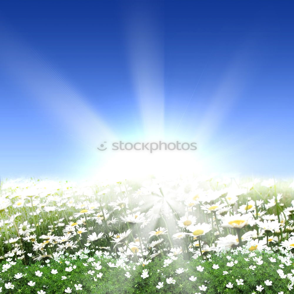 Similar – Image, Stock Photo Finally sun again Nature