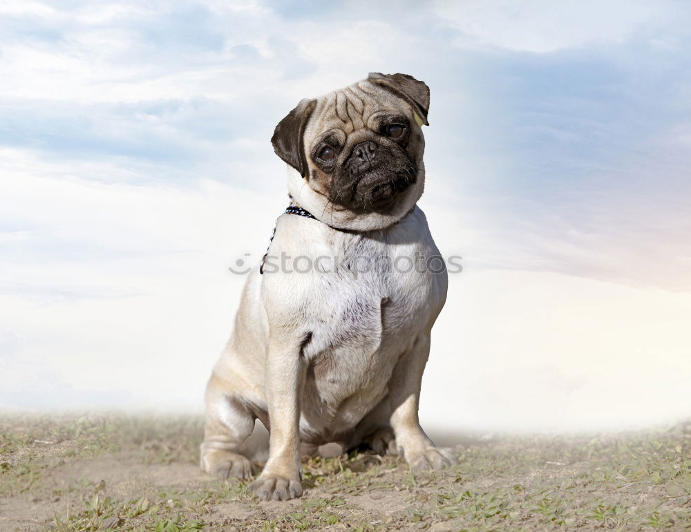 Similar – Image, Stock Photo Boston Terrier on the training ground