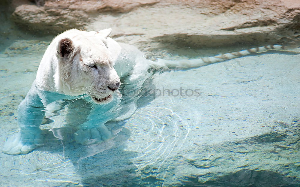 Similar – Image, Stock Photo polar bear Polar Bear