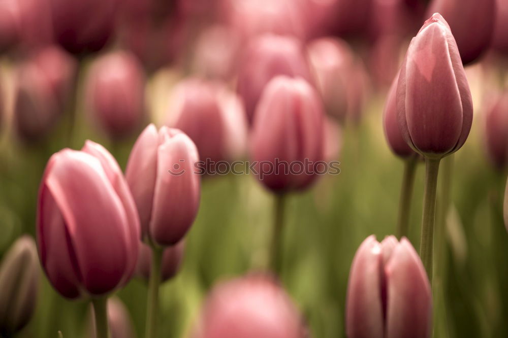 Similar – Image, Stock Photo Two orange tulips Wellness