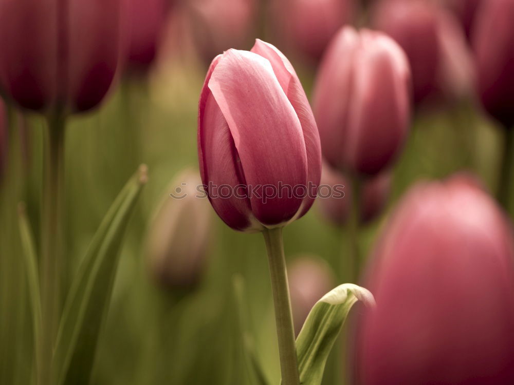 Similar – Image, Stock Photo Tulip bouquet pink_red