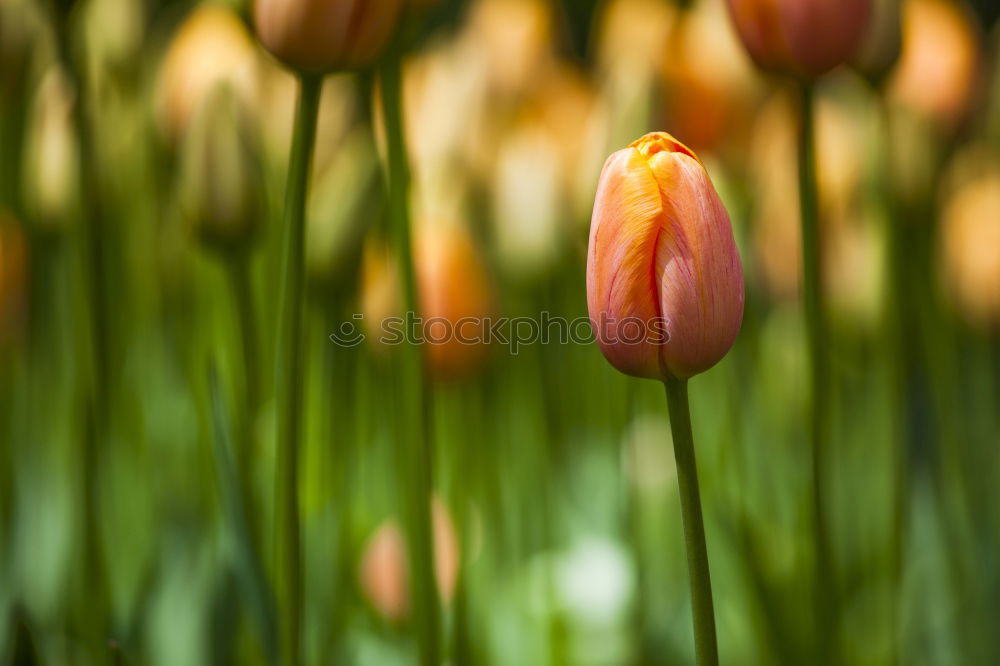 Similar – Image, Stock Photo Beautiful, gaudy meadow full of orange ball amaranth, in shallow depth of field. Romantic fuzzy flower meadow, with many round, poppy, spherical flowers. Flowering, summery, idyllic meadow flowers with green leaves, stems and bokeh.