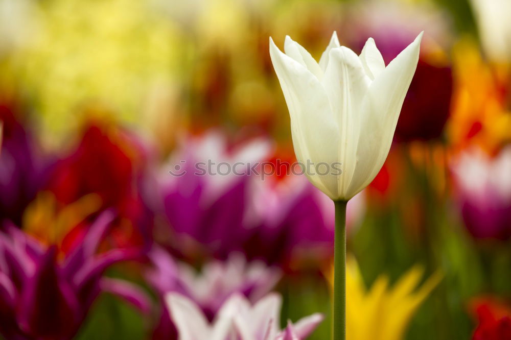 Similar – Foto Bild Tulpen frisch Frühling