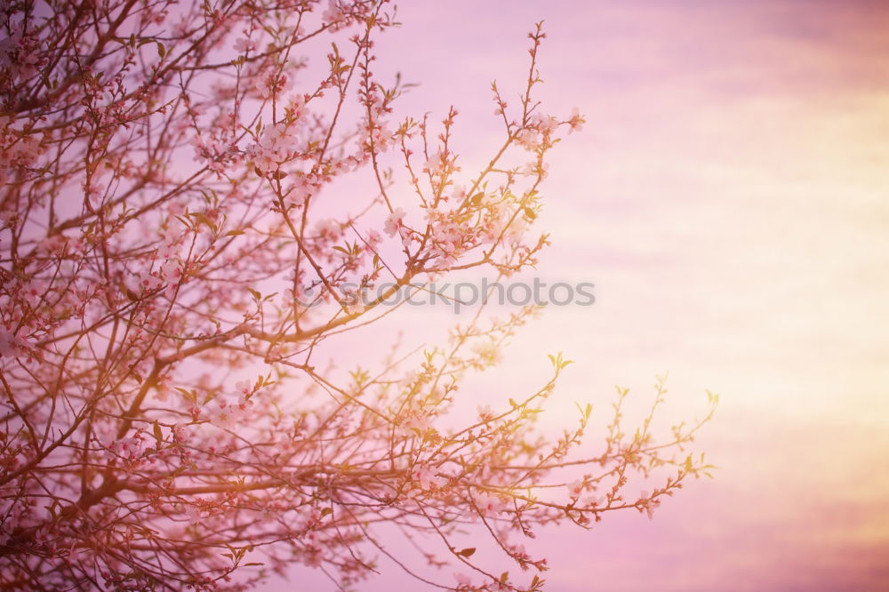 Image, Stock Photo Prenzlauer Berg Berlin