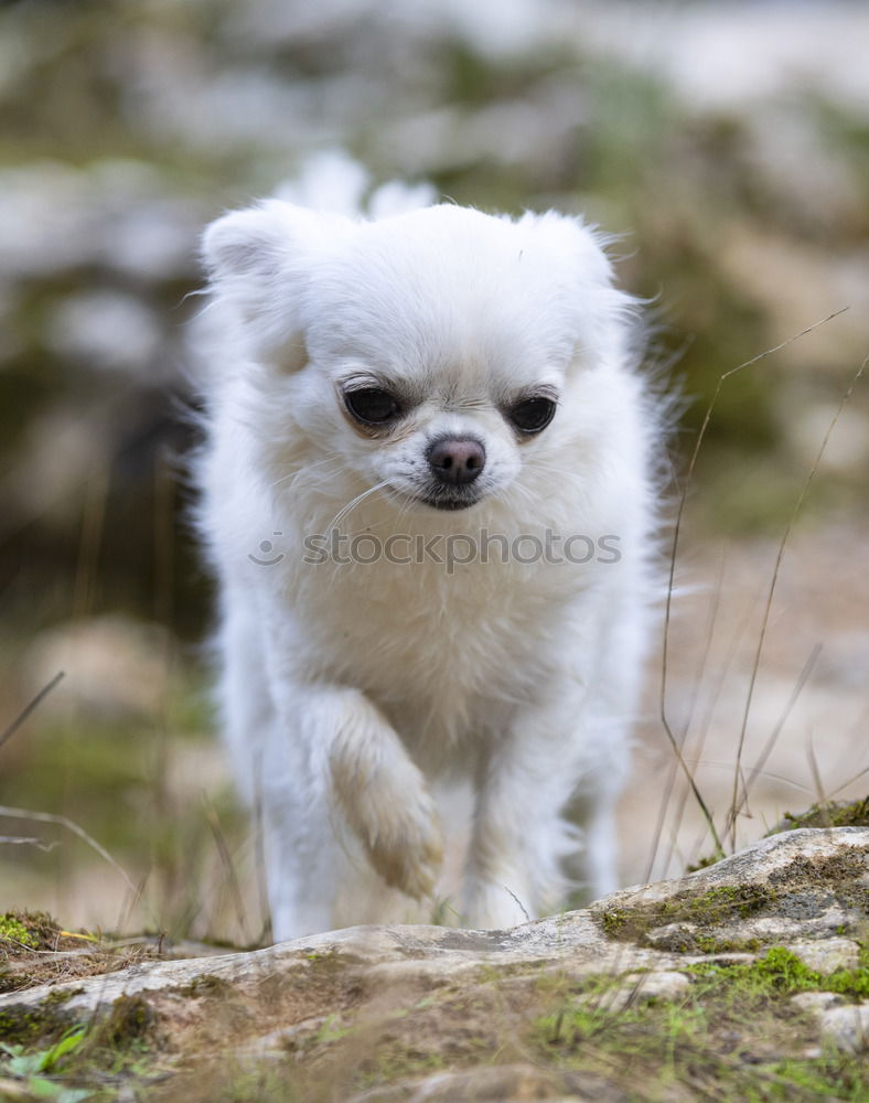 Similar – Image, Stock Photo dog Animal Pet Dog