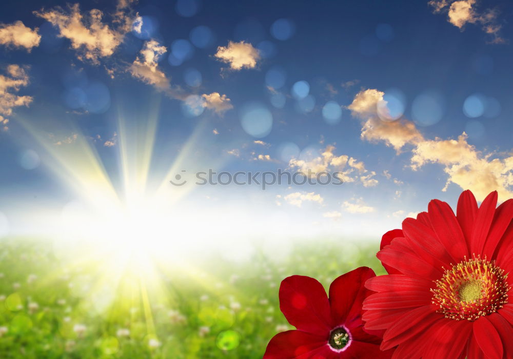 Similar – Image, Stock Photo Poppy in the sun Gardening