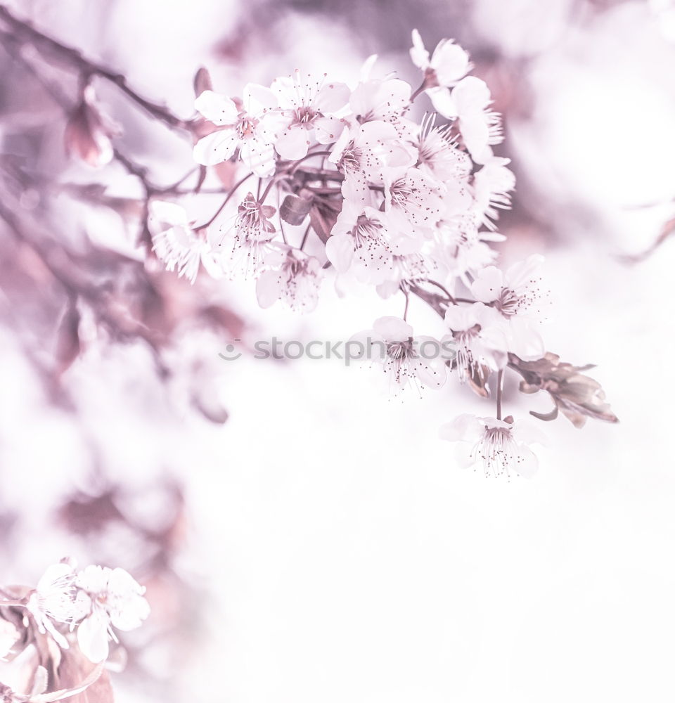 Similar – Spring. Fruit trees twigs with buds and flowers