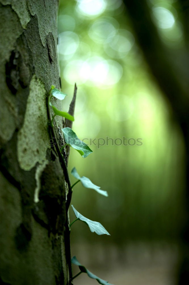 Similar – Image, Stock Photo lonely green Nature Plant