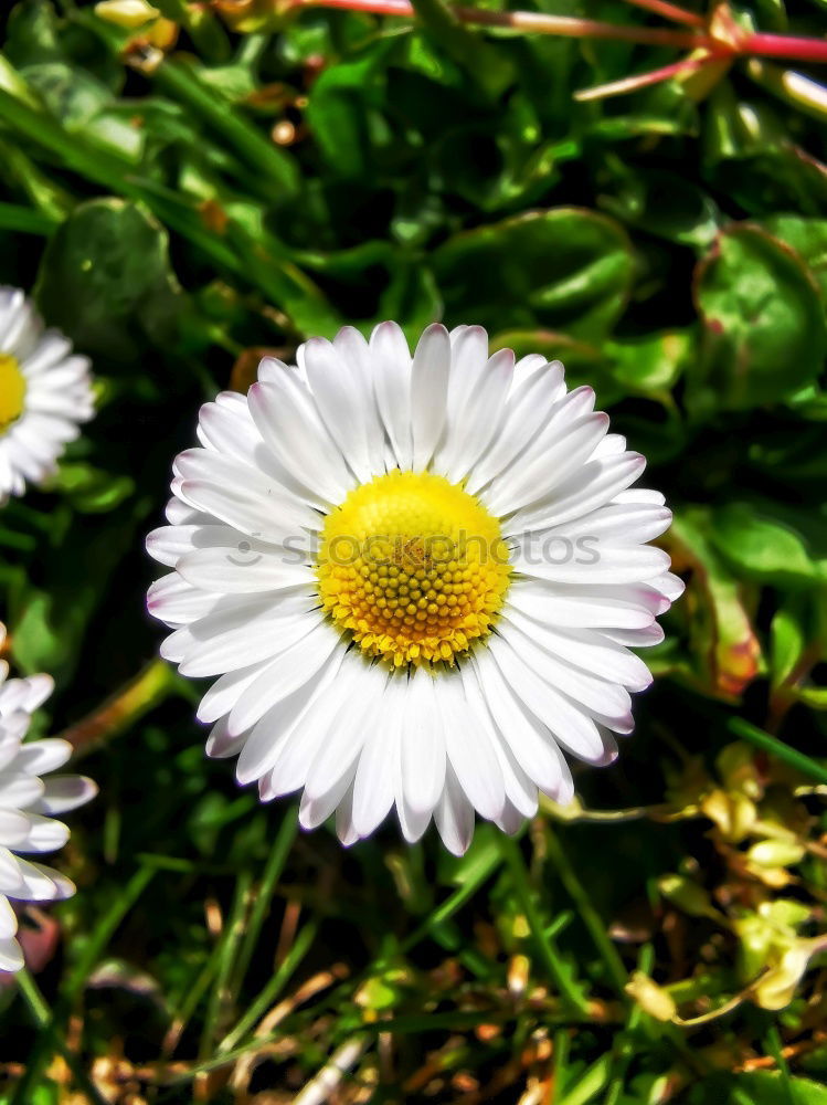 Gänseblümchen Blume Wiese