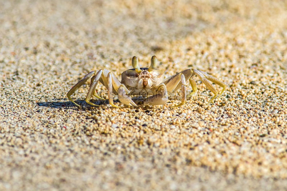 Image, Stock Photo I see you Adventure Safari