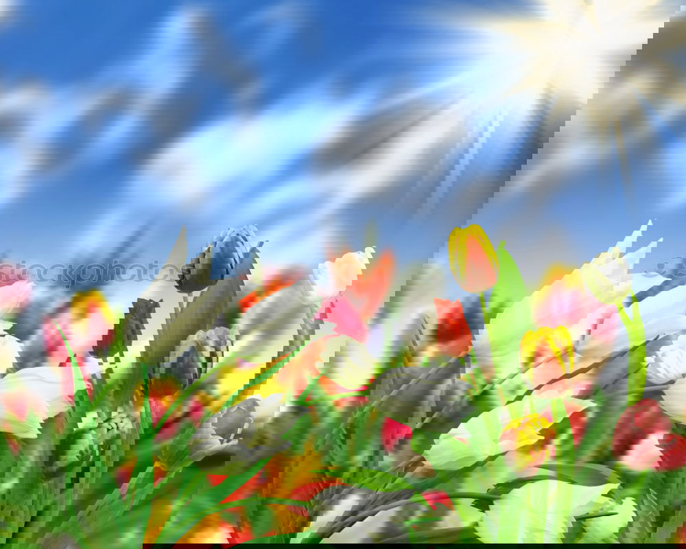 Similar – Image, Stock Photo tulip Sky Cloudless sky