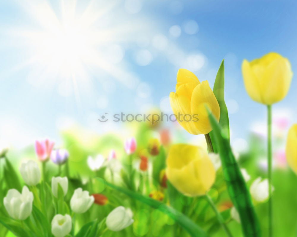 Spring nature background with wild hyacinths