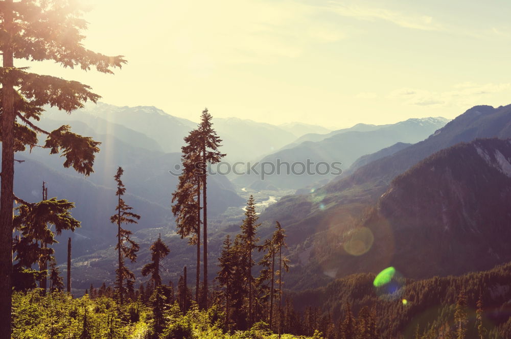 Similar – Image, Stock Photo Sunrise | Cow | Pitztaler Alps