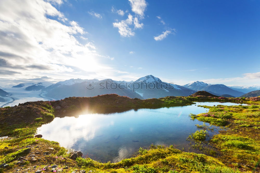 Similar – wildflowers on mountain near alpine lake, Allgau Alps, Germany