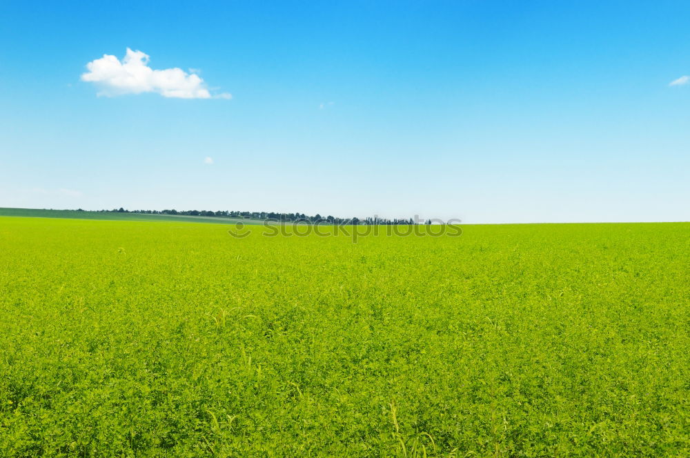 Similar – rapeseed body Canola field