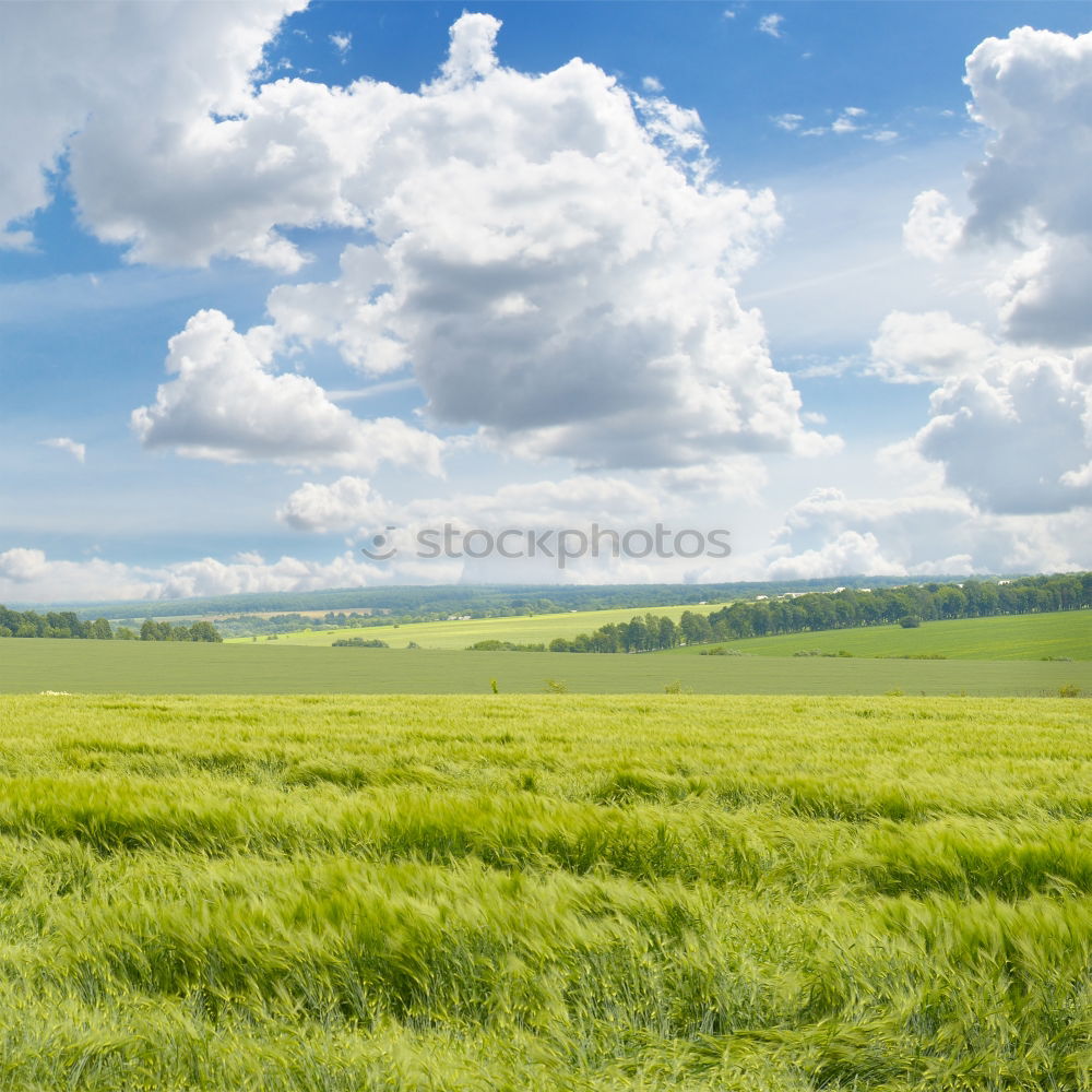 Similar – Image, Stock Photo meadow in allgau Style