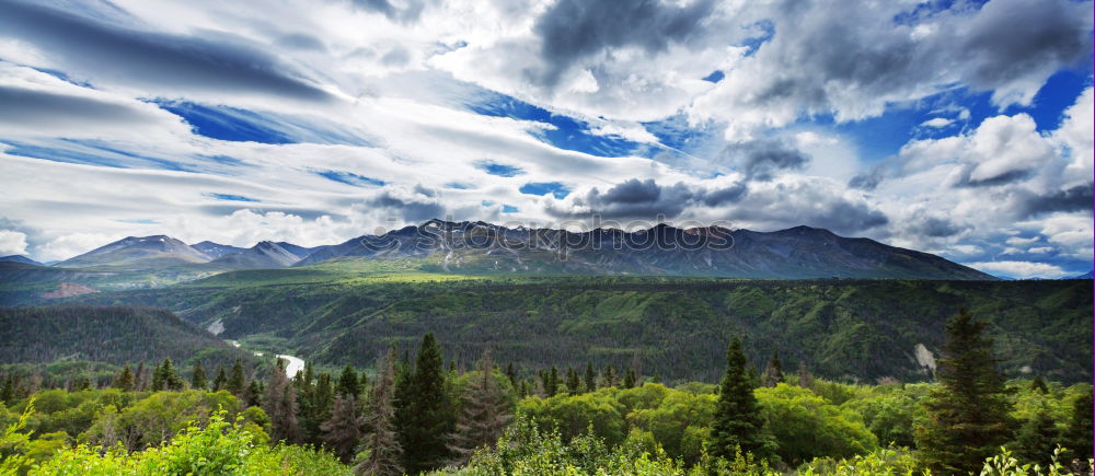 Covered Canada Forest Tree