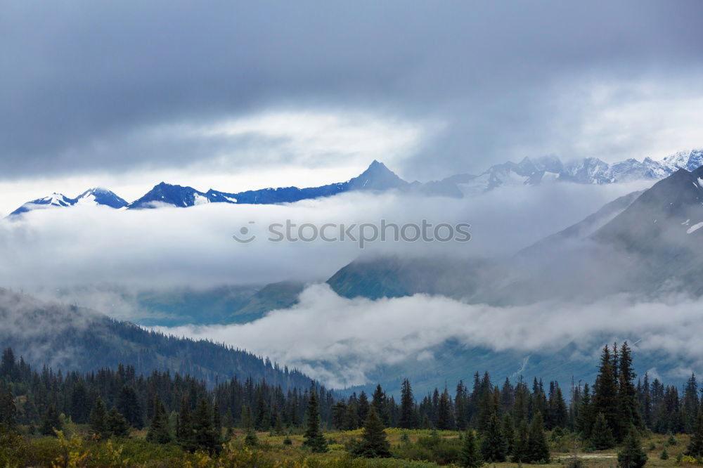 Similar – Image, Stock Photo Green pine trees in the mountains