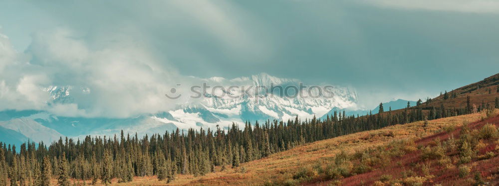 Similar – timberlines Landscape Tree