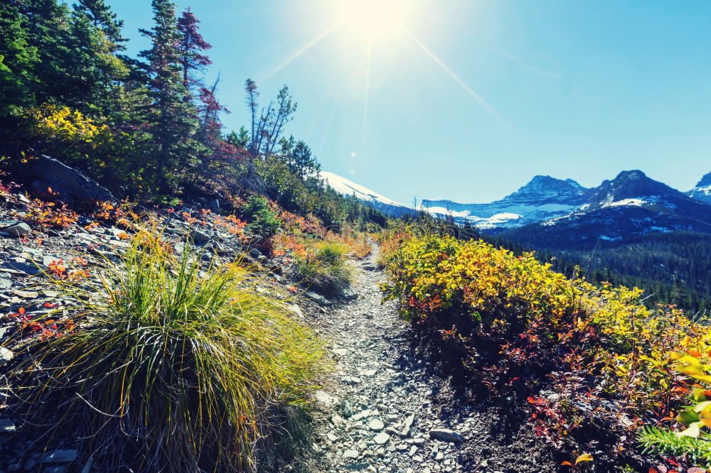 Similar – Image, Stock Photo Spider Meadow