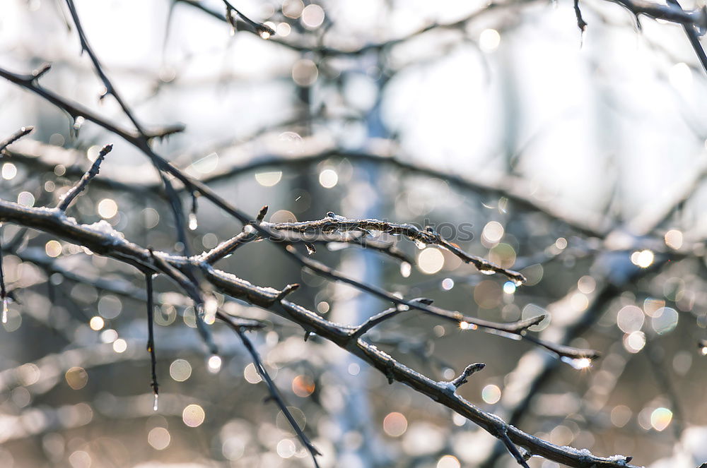 Similar – Snowy Bunting Winter Ice