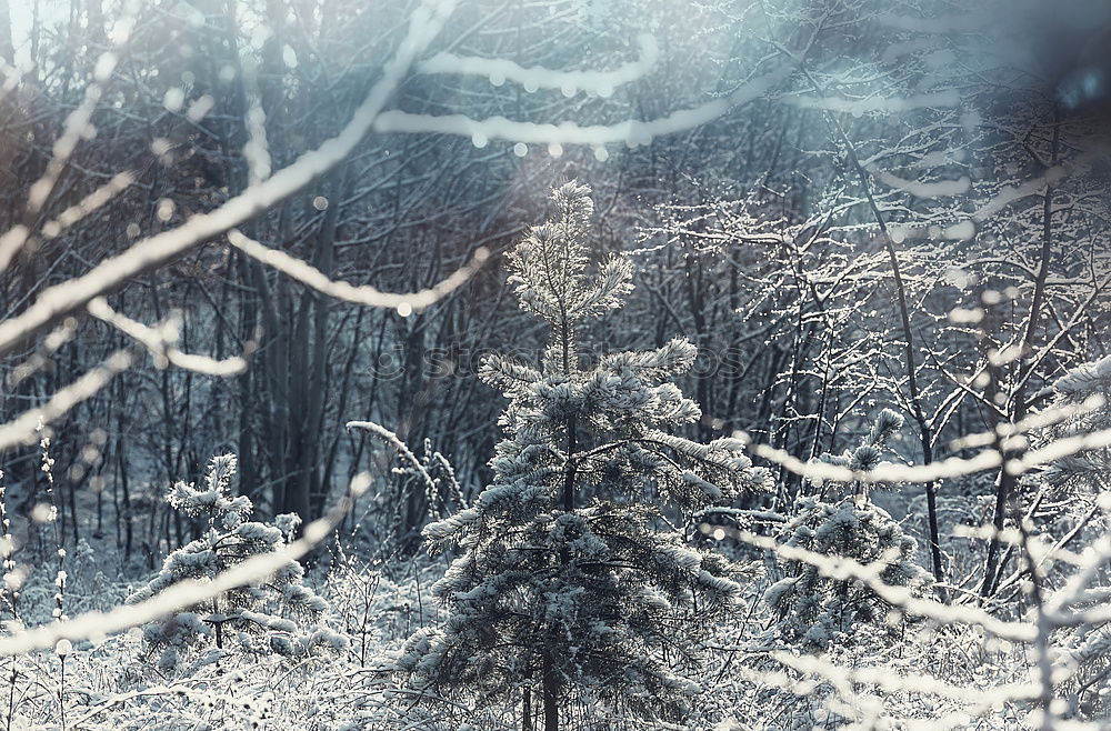 Similar – Image, Stock Photo Twice as cold Forest