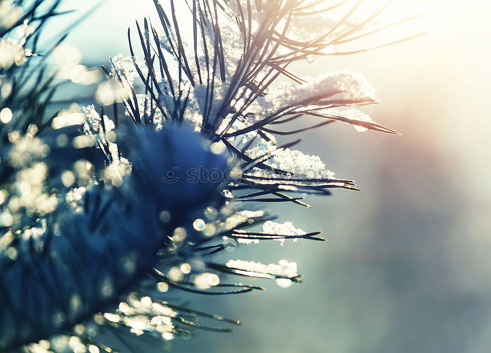 Similar – Image, Stock Photo winter flower