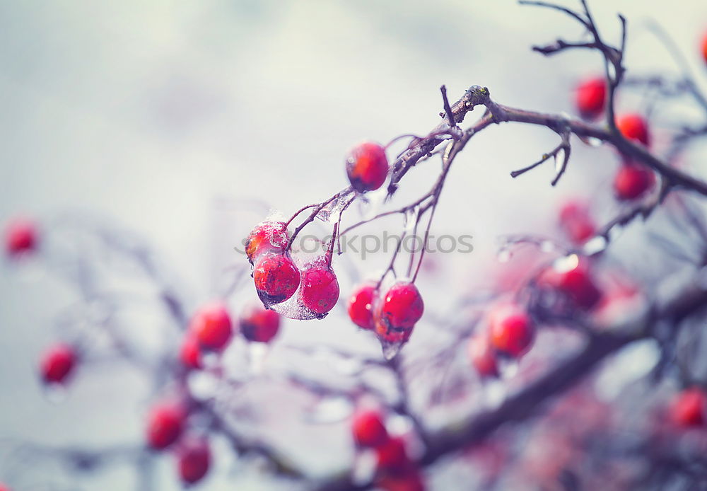 Similar – Image, Stock Photo Rowan branch in the snow