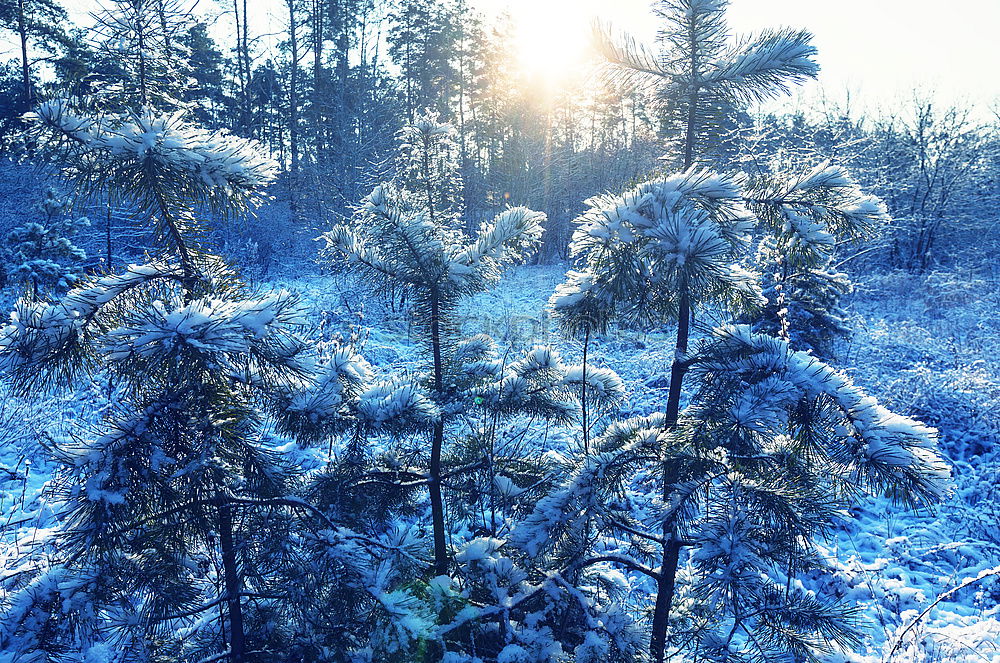 Similar – Image, Stock Photo On the way in the snowy forest