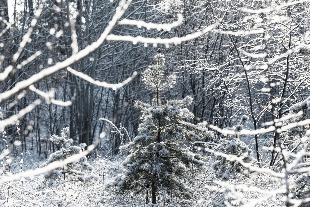 Similar – Image, Stock Photo Spruce snow at night