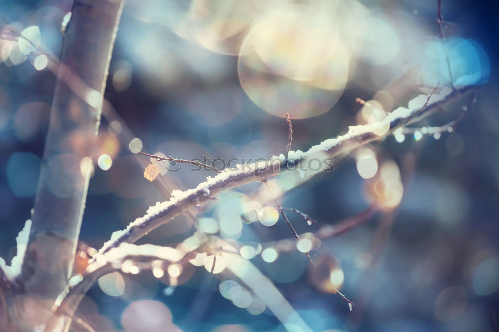 Similar – Image, Stock Photo icily Nature Plant Winter